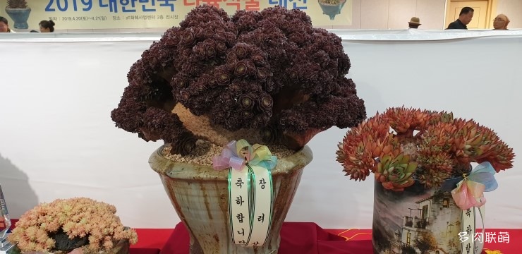 多肉欣赏桃美人,多肉植物欣赏