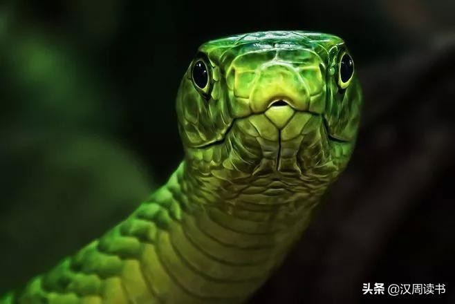 我们不怕蛇吗,家里有蛇真害怕