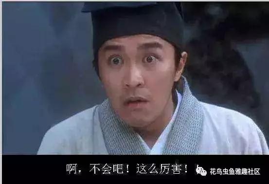 鸟儿怎么快速上手,鸟控食的正确步骤