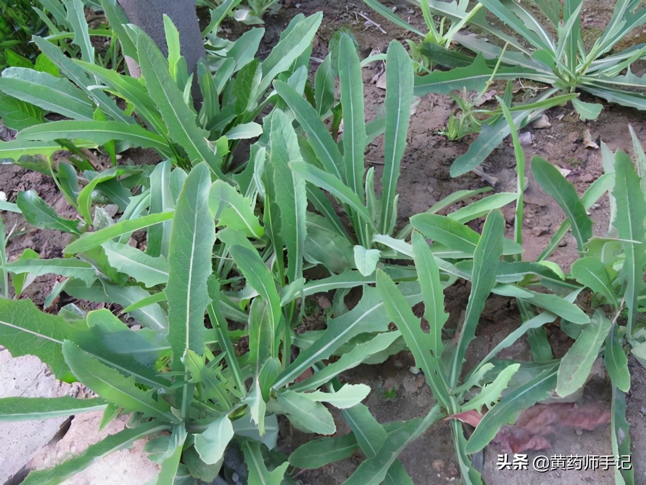 泡毒蛇的祛风中药,治疗十种毒蛇咬伤的应急草药图片