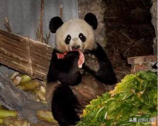 你知道你和大熊猫有什么区别吗,你以为的大熊猫是萌萌的