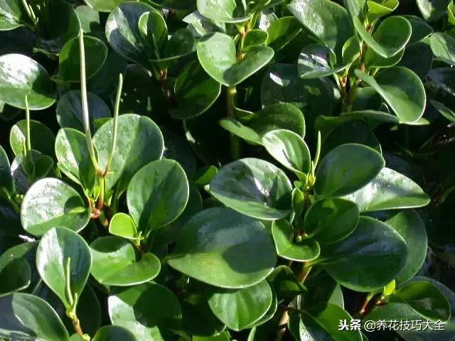 常见小区绿化100种植物图片,常见的水生植物有哪些种