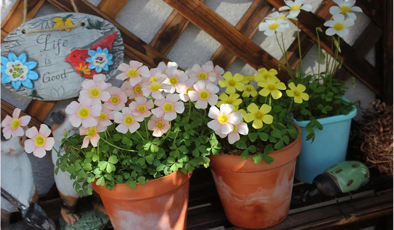 春日花草大全,冬日蔬菜花园