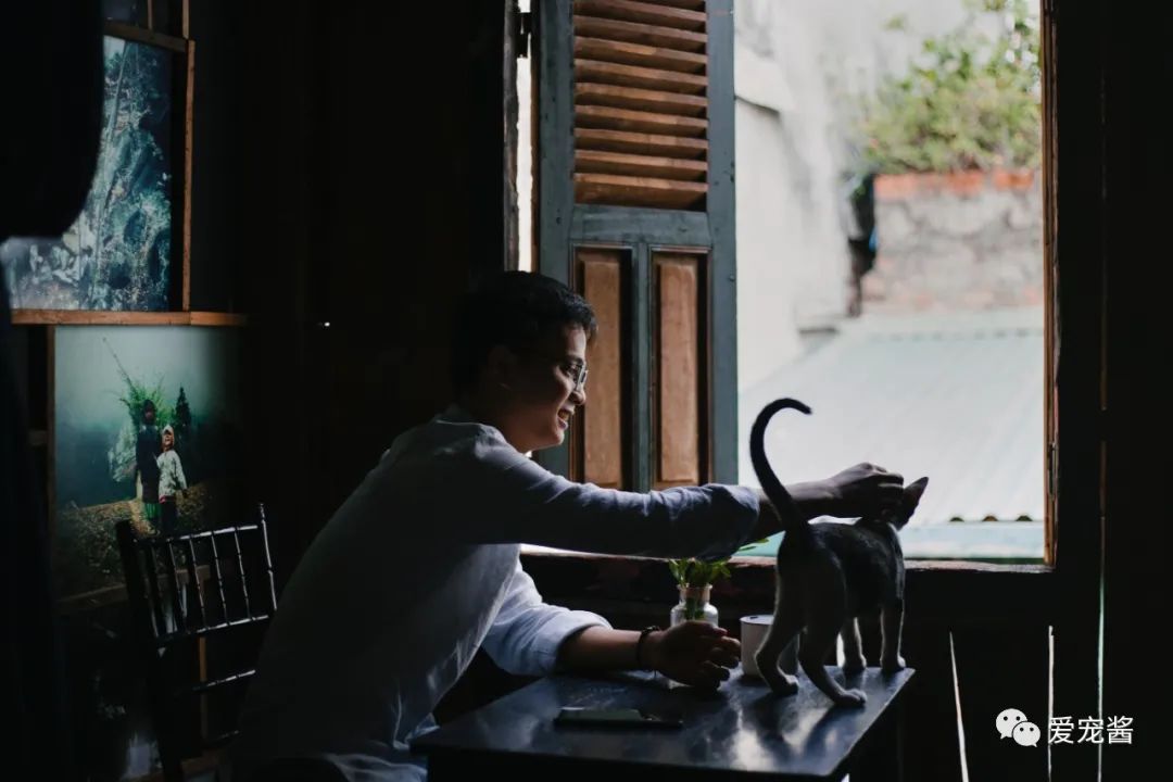 猫咪尾巴竖起来是什么意思,猫咪尾巴各种姿态含义