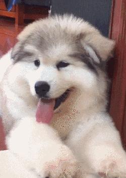 各种犬的性格分析,中型犬性格好的有哪些