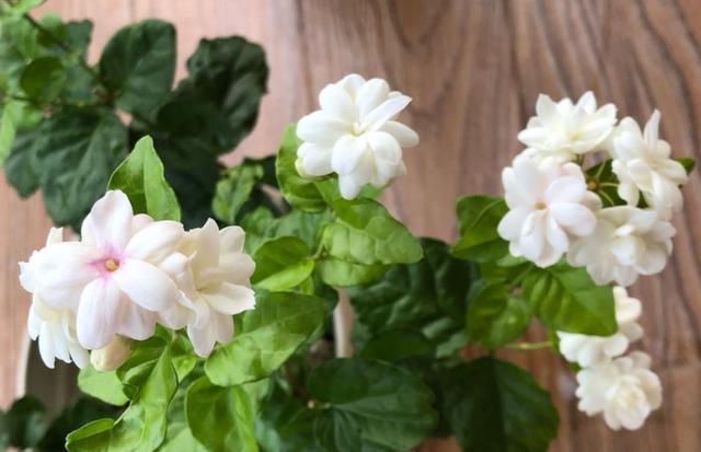 土碱性如何变酸,养花土壤怎么变酸