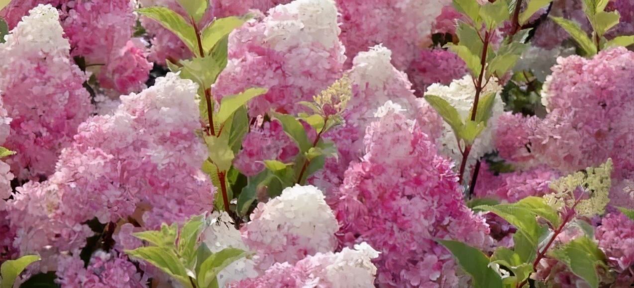 越热越好养的5种花,爆花好养的花耐高温耐寒