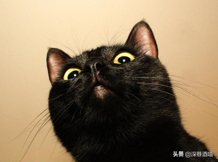 猫咪骗局揭秘,猫咪真的有迷信说法吗