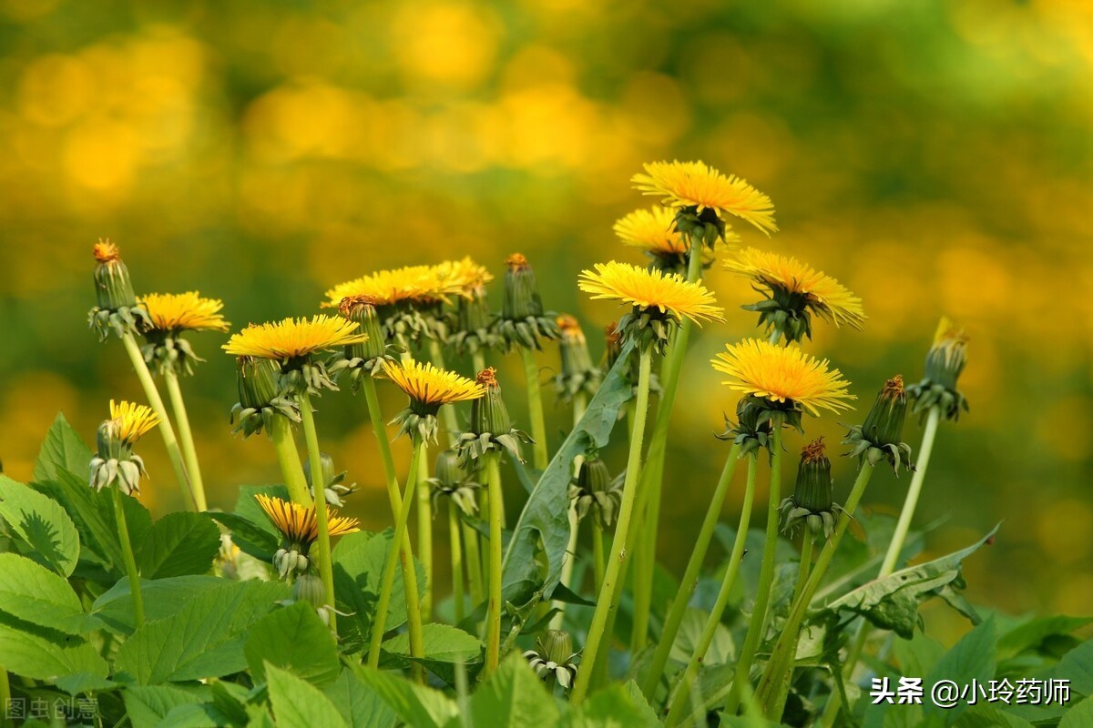 有肝病喝蒲公英泡水喝有什么功效,喝蒲公英茶对病毒性肝炎有好处吗