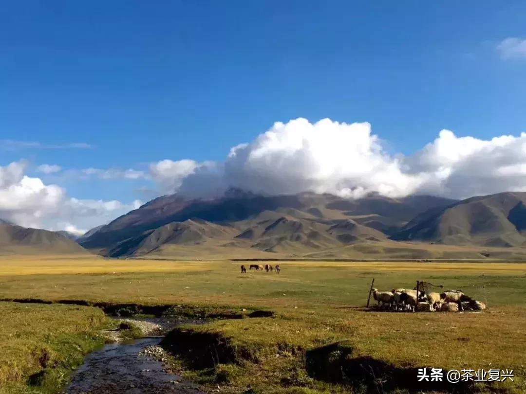 奶茶店一定不会告诉你的奶茶小料,奶茶店不会告诉你的奶茶小料