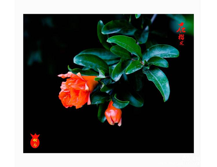 石榴花古诗词唯美,石榴花古诗词