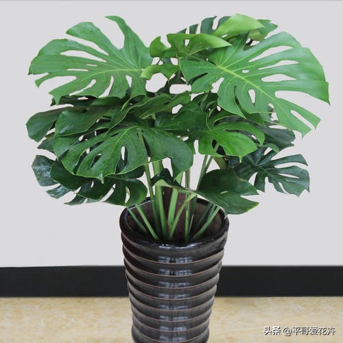 什么花除甲醛最有效,什么花净化空气除甲醛最好