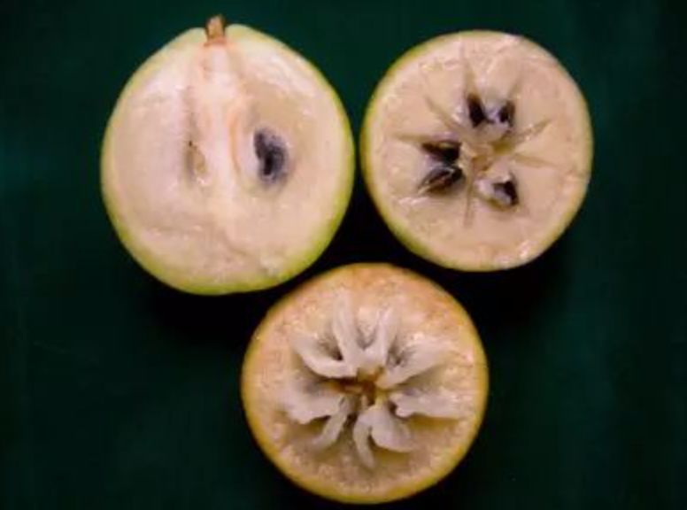 真的是活久见！长成这样居然能吃？