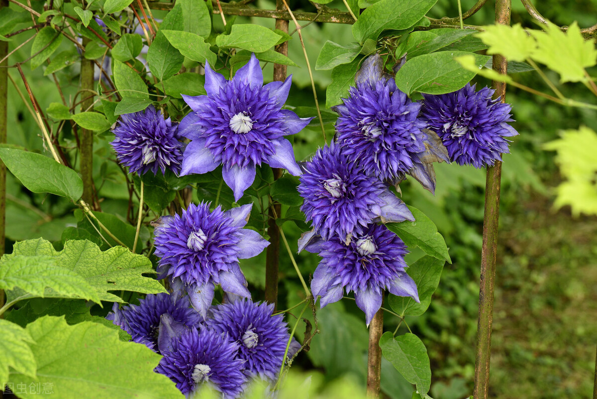 园林人需要知道的85个花卉知识,园林花卉的种类及图片