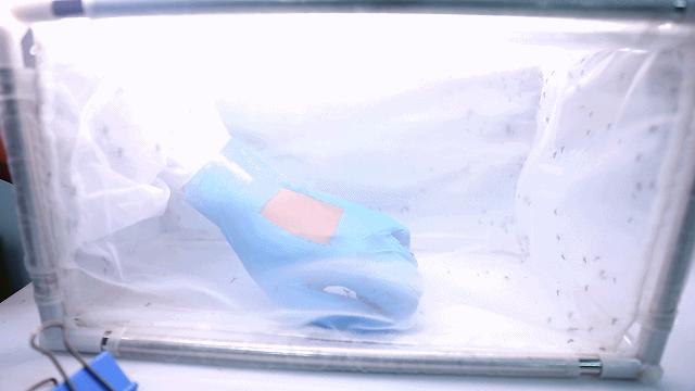 驱蚊剂治蚊子最好的方法,小蚊子的克星是什么