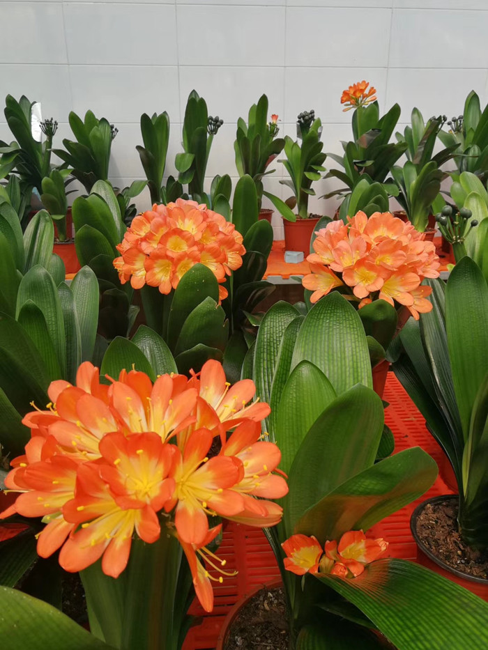 常见的绿植一开花全是好兆头,各种绿植开花代表着什么