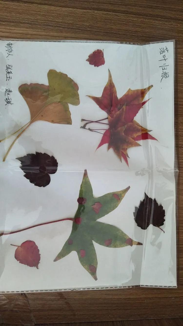 育才中学美丽校园,阜新市育才中学照片