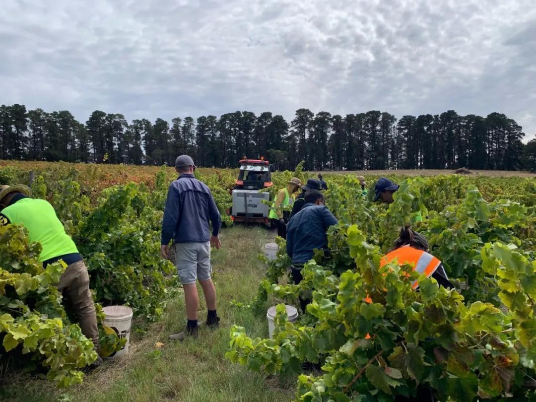不该撕毁协议的，澳大利亚葡萄清关遭延迟，13亿的买卖眼看要黄