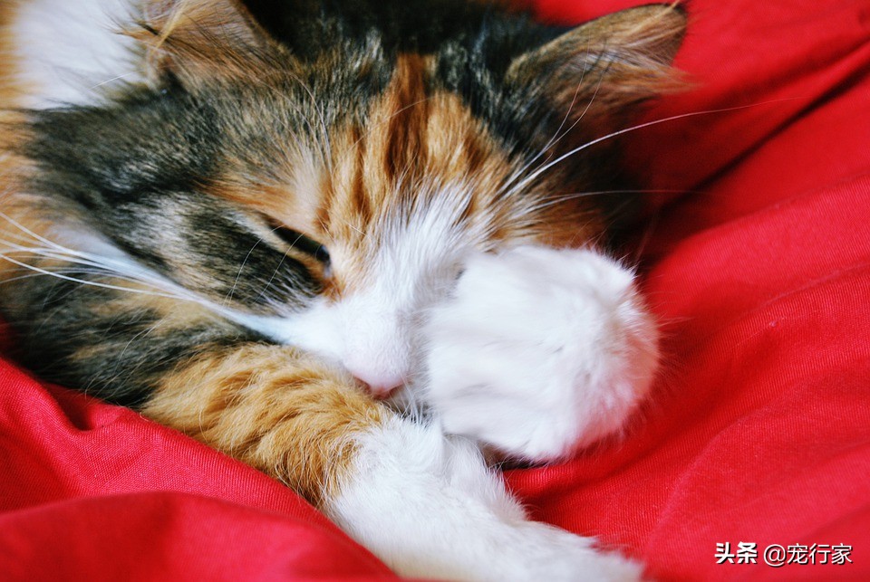 猫为什么会躲起来吓人,猫为什么睁着眼睡觉