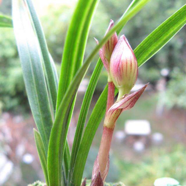 说和做记闻一多先生言行课堂笔记,闻一多先生说和做第二课时导入