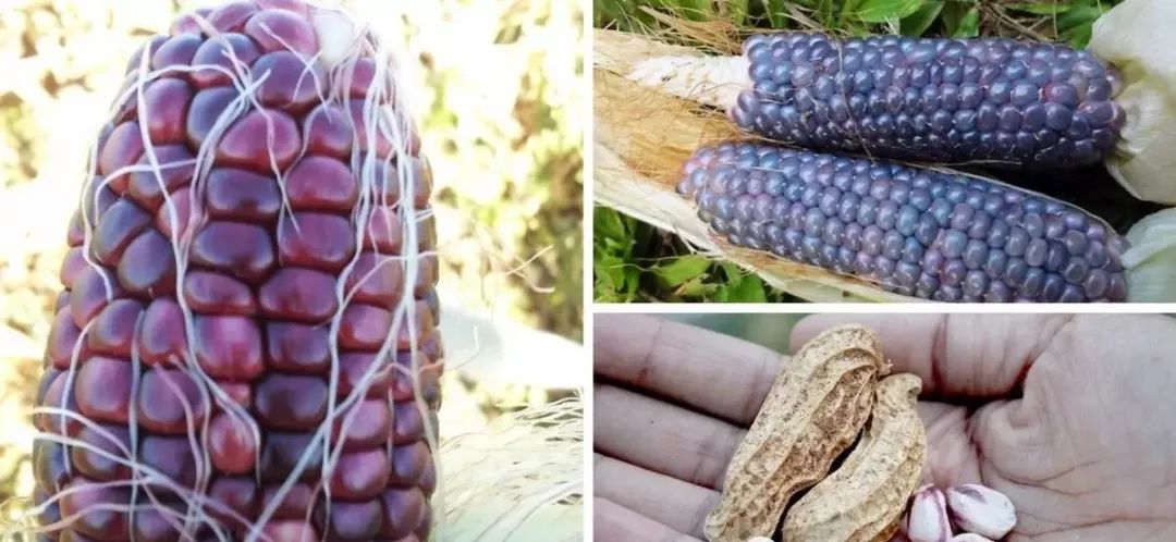 现代农业仅用了80年，世界上93%的蔬果种子被灭绝，谁之过？