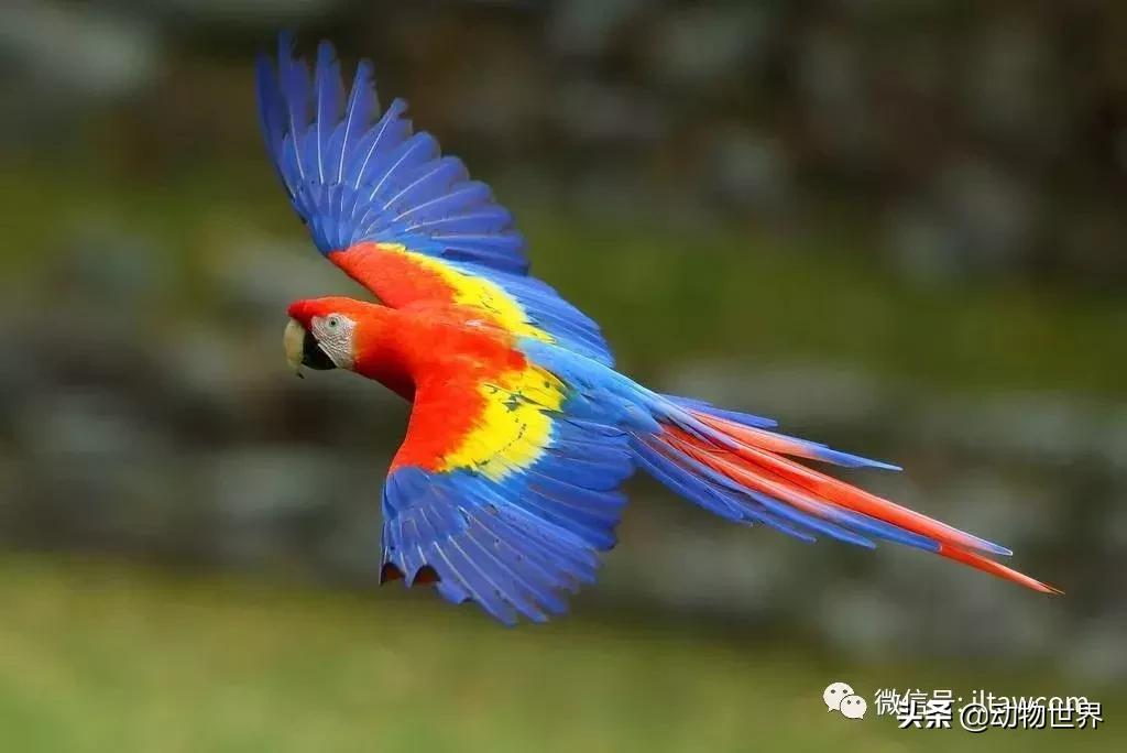 飞翔的彩虹鸟,飞翔的鹦鹉绿幕素材