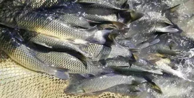 这种瘦身鱼高达40元/斤的售价,养殖诀窍竟然是“不喂食”?