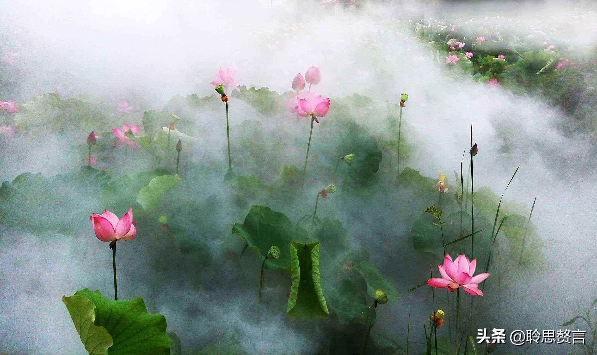 夏日诗句精选,30首夏日诗词人间最美是初夏