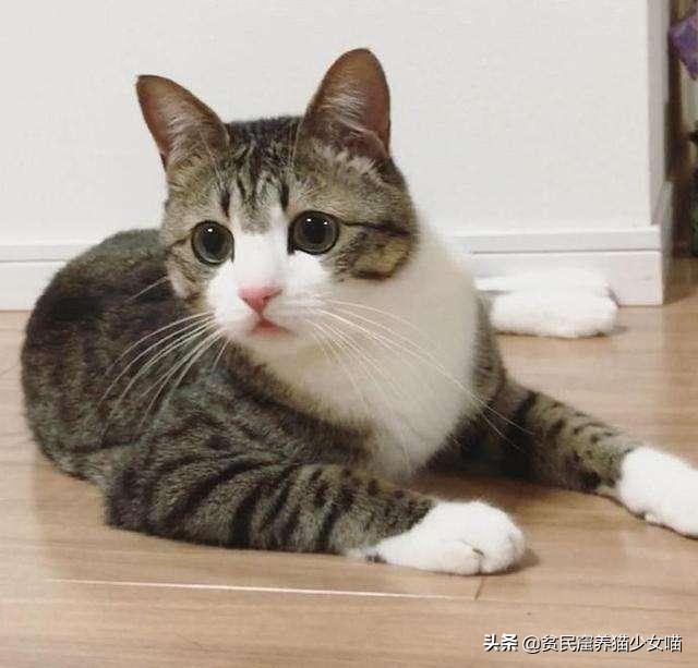 猫咪黑下巴抹红霉素软膏还是眼膏,猫咪黑下巴到底怎么治