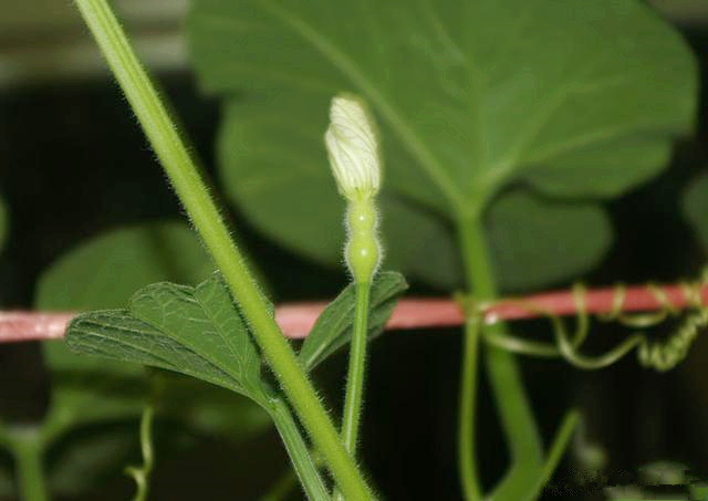 葫芦种阳台上怎么授粉,阳台上种小葫芦怎样架起来