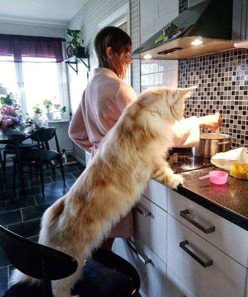 缅因猫小猫跟大猫一个价格吗,一只布偶猫一只缅因猫