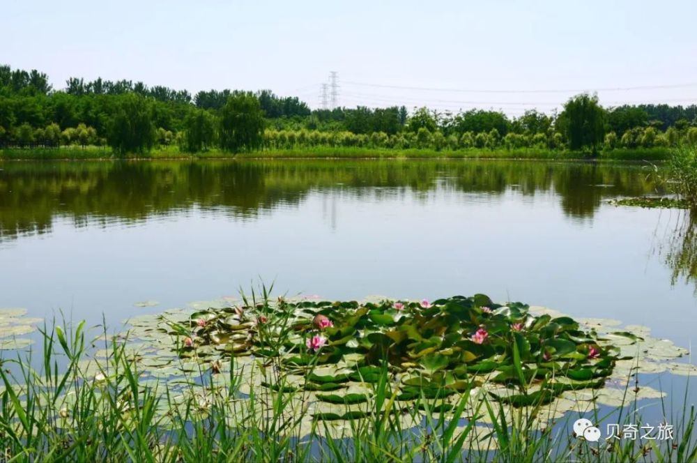 郑州赏荷花攻略,中国赏荷必去的地方