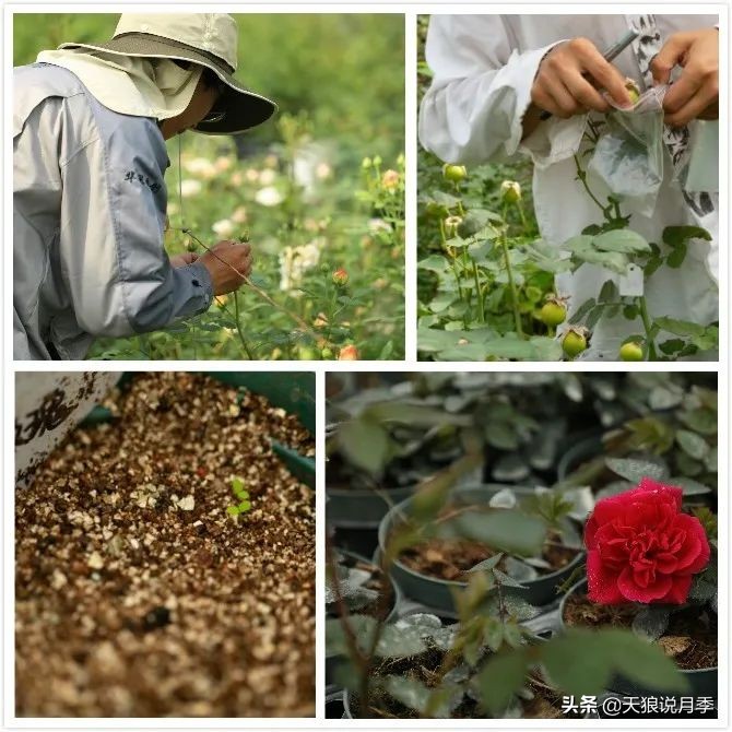 天狼月季申请品种保护吗,天狼育种在国际上是什么水平