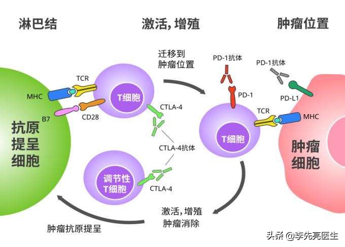 癌症患者的福音国产新型抗癌药,抗癌突破新方向