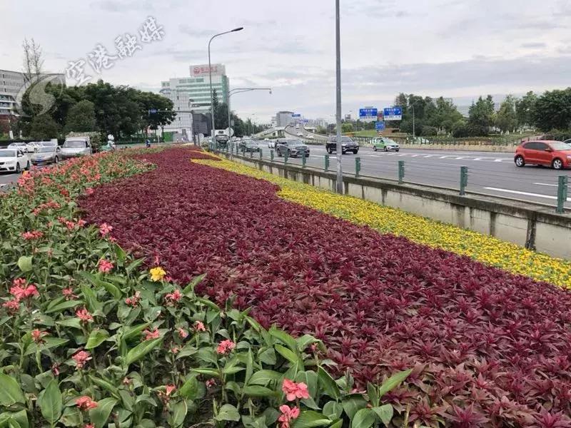 双流最近花海,双流二月花海