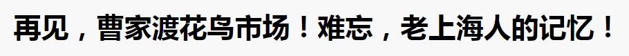 上海的热搜,最近热搜的上海