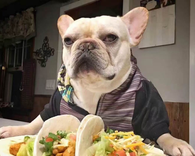 为什么我家法斗后面半截很瘦,自己养的法斗