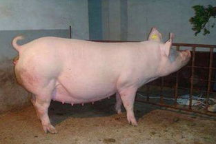 母猪技术指导,母猪分娩的正确步骤