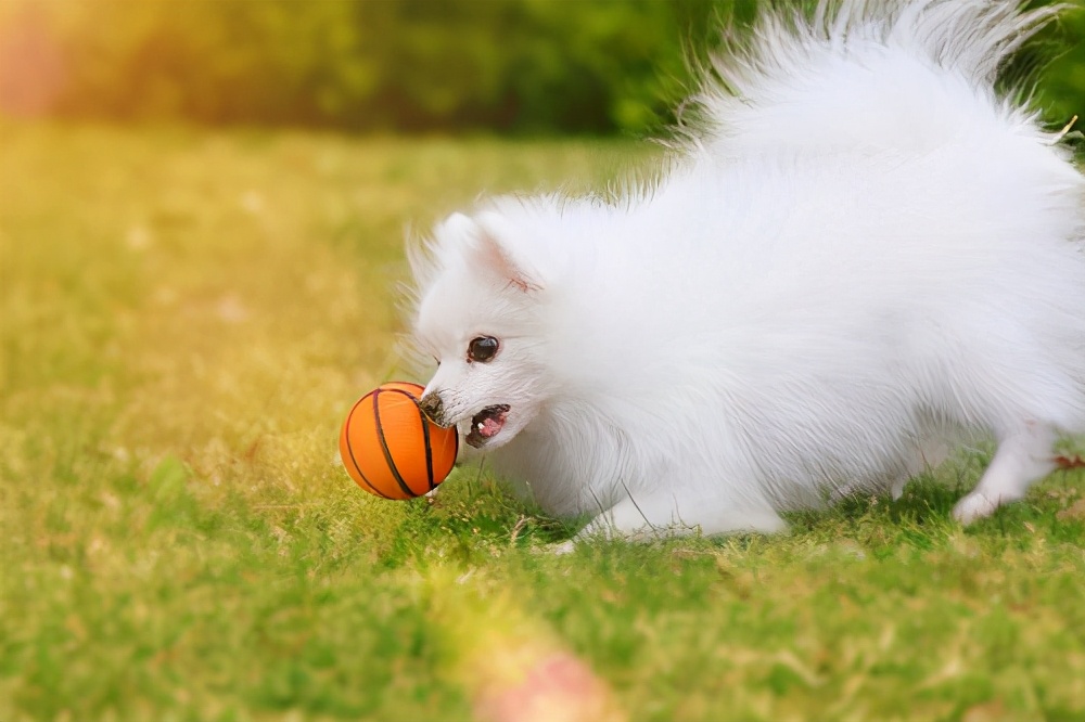 狗狗尿后偶尔滴血点,狗狗尿红色尿液可以洗澡吗