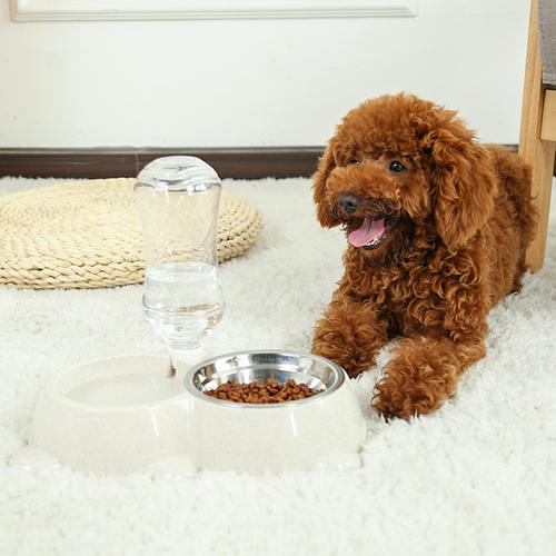 贵宾犬饲养的注意事项有哪些呢,贵宾犬日常饲养管理方法