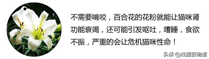 养猫人不能种什么花,养猫人不能干的事情