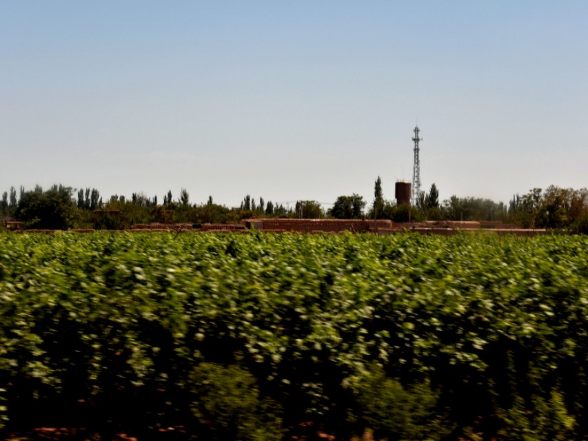 想吃葡萄一不留神掉海底了