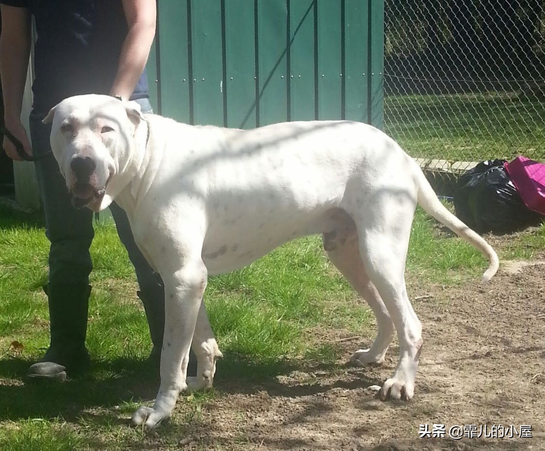 世界上最强悍的獒犬,世界十大獒犬排行榜