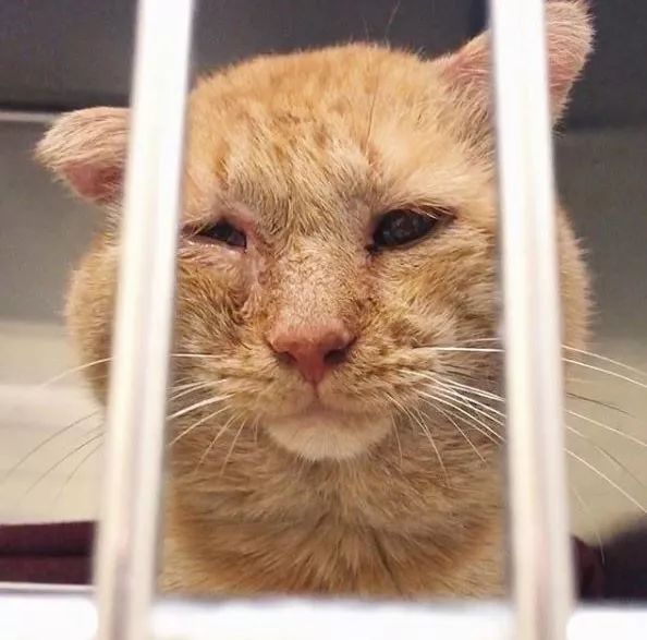 房东不准养猫谁能把猫领养,租房时房东不让养猫然后发了图片