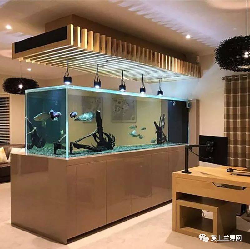 鱼缸五十种鱼,家庭鱼缸养什么鱼更容易存活