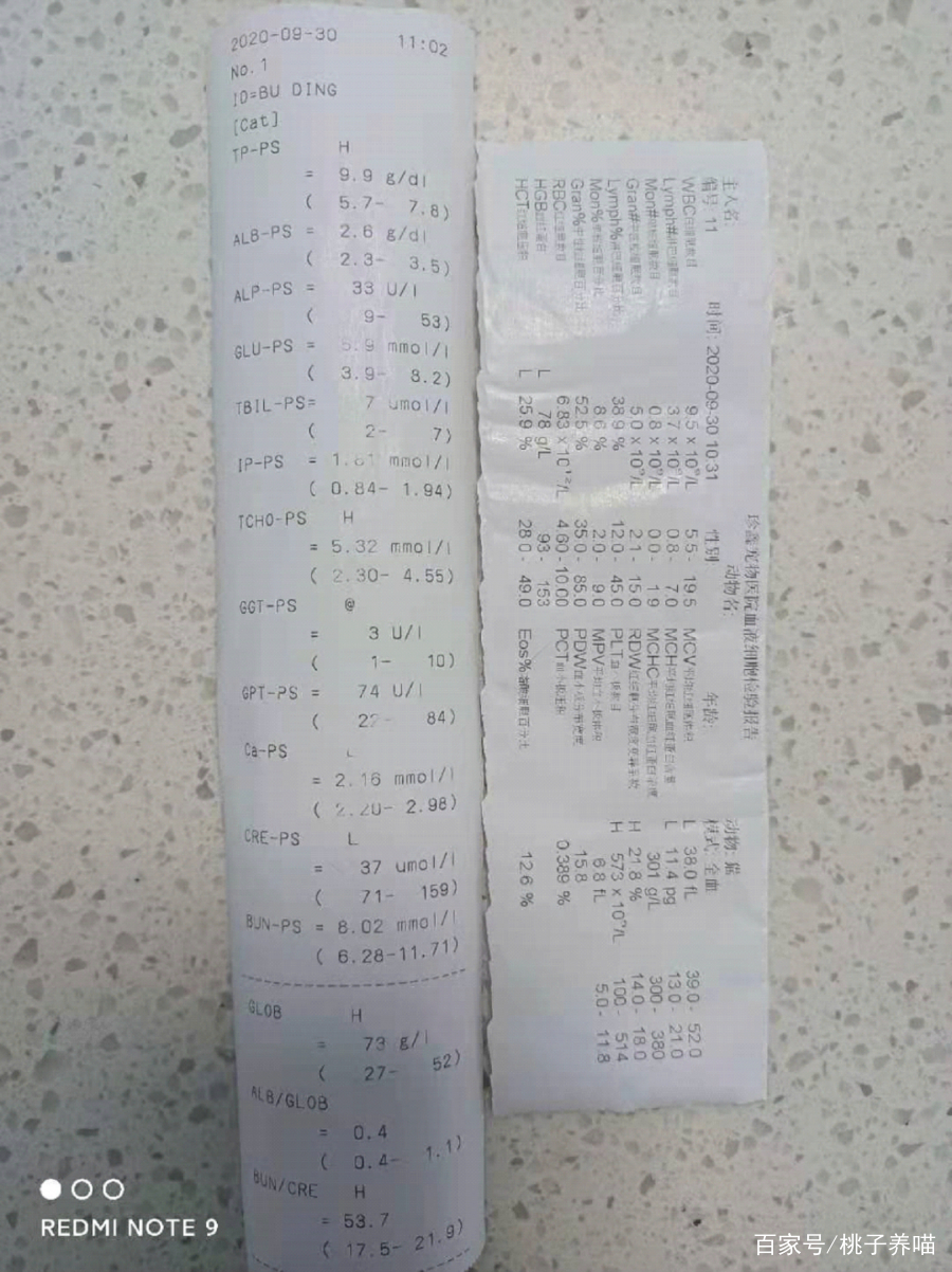 传腹治好的猫会复发吗,猫传腹需要吃补血和保肝药吗