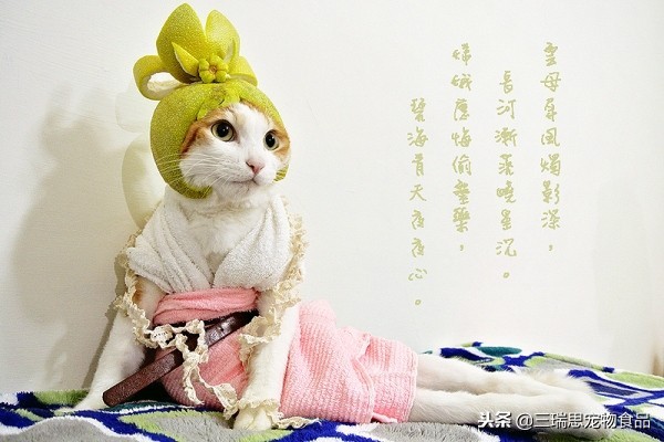 盘点那些萌猫,最萌猫十大排名