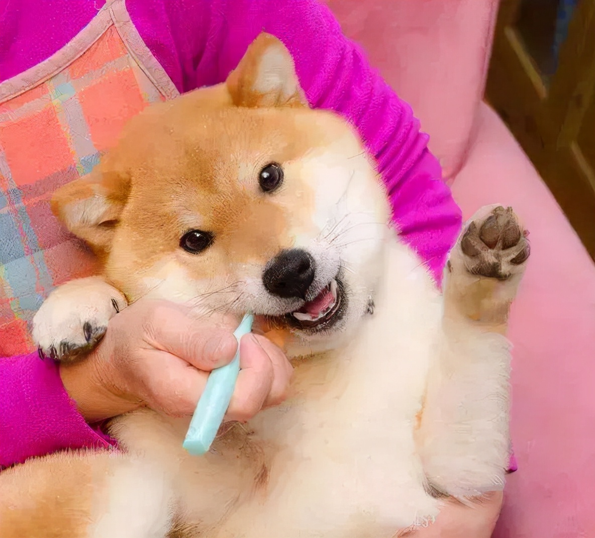 刚买回家的幼柴犬体臭怎么办,柴犬臭毛病