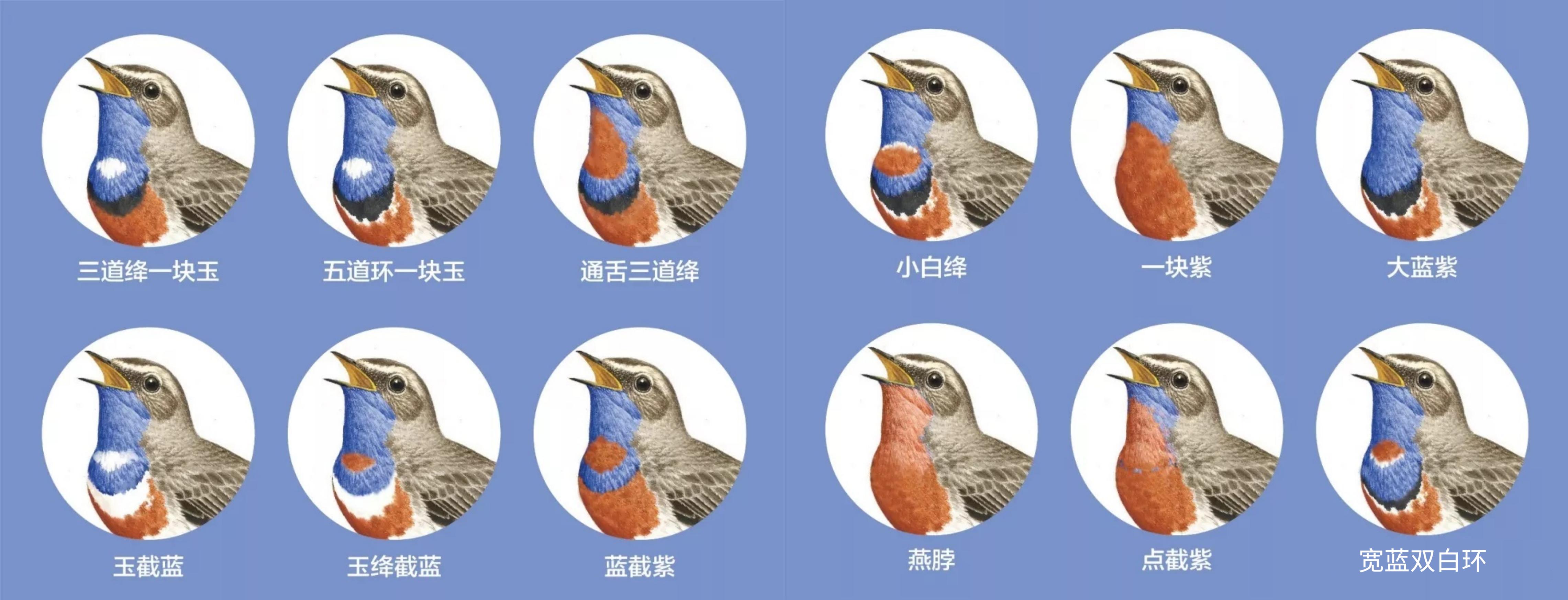 为什么说靛颏鸟是鸟中君子,鸟中君子蓝靛颏