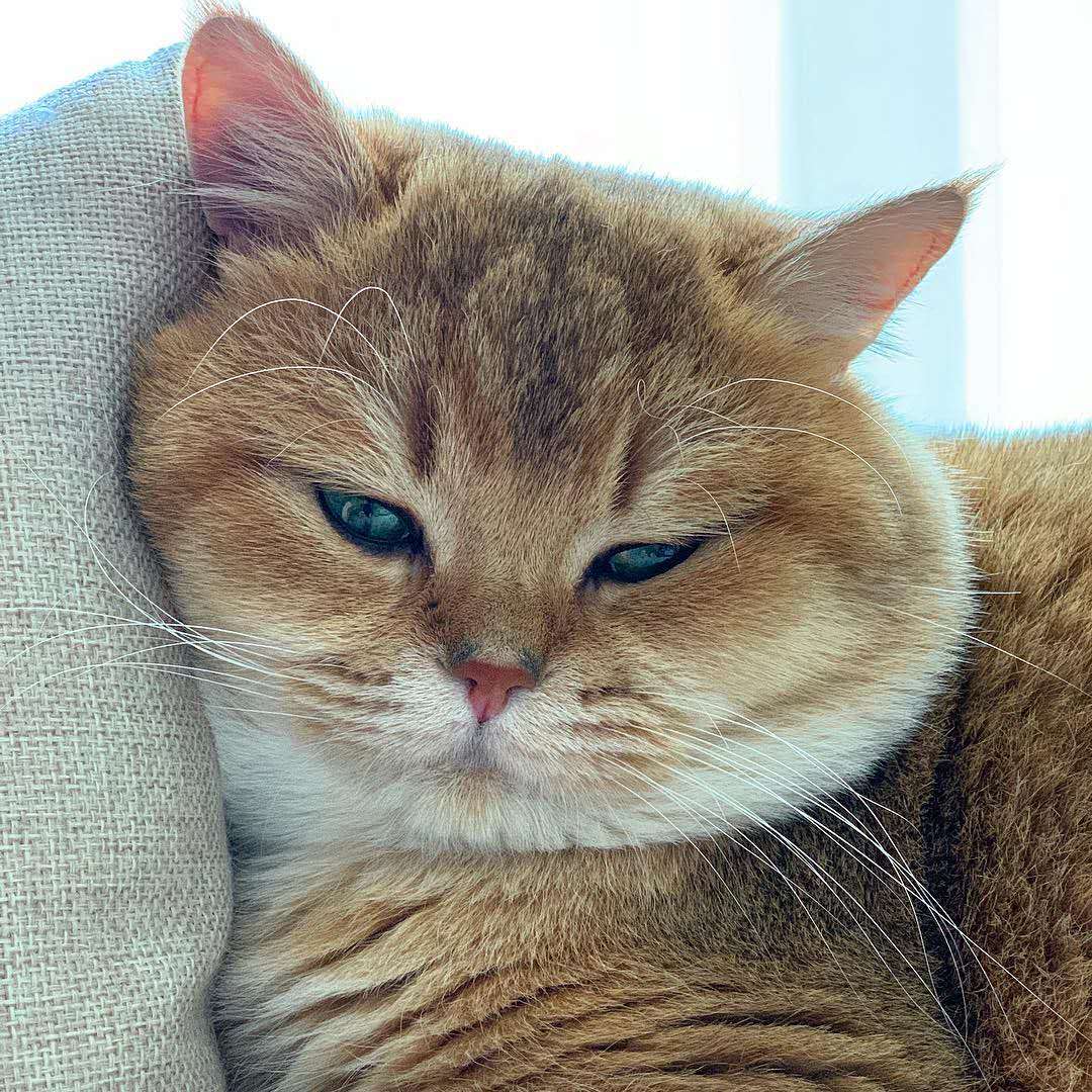 猫咪老是挠主人脚如何避免,猫无聊时的7种表现